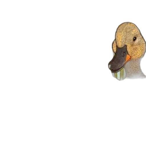 animal, mask, hat, face transparent PNG cut-out