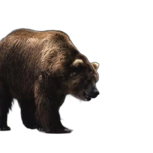 animal, creature, concept art, photorealistic transparent PNG cut-out