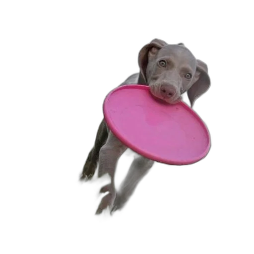 umbrella, staff, animal, food transparent PNG cut-out