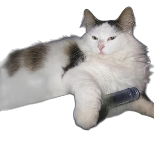 animal, staff, creature, furniture transparent PNG cut-out