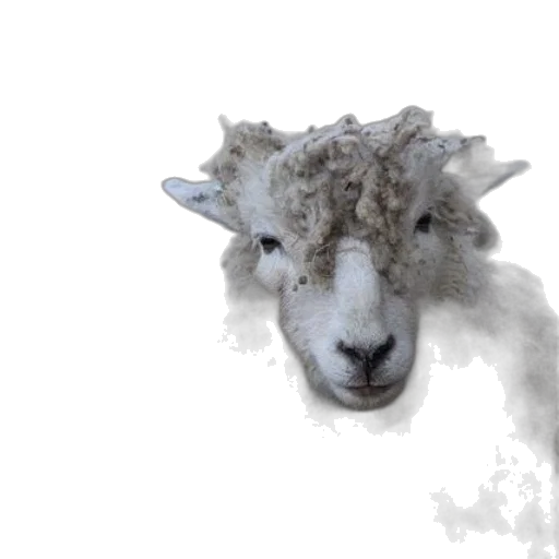 animal, creature, face, hair transparent PNG cut-out