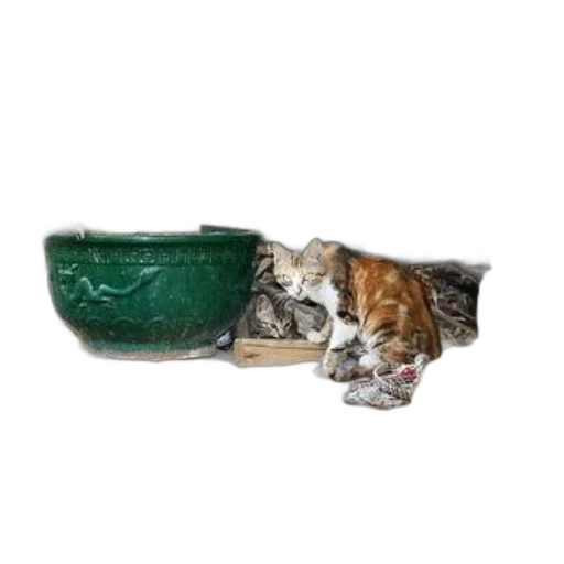 hat, animal, shoes, photorealistic transparent PNG cut-out