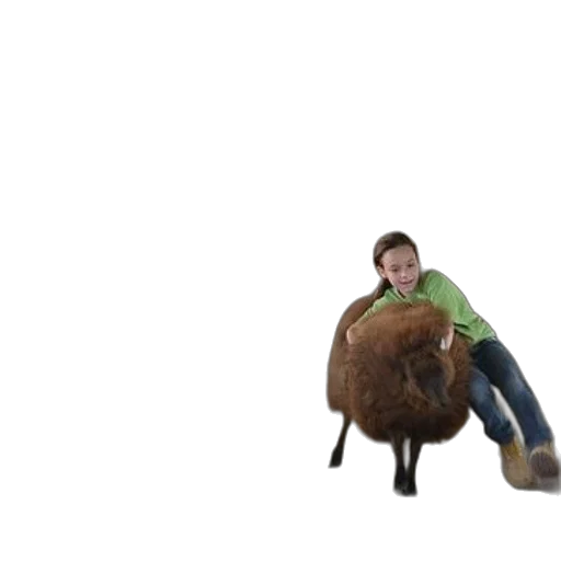 animal, creature, furniture, weapon transparent PNG cut-out