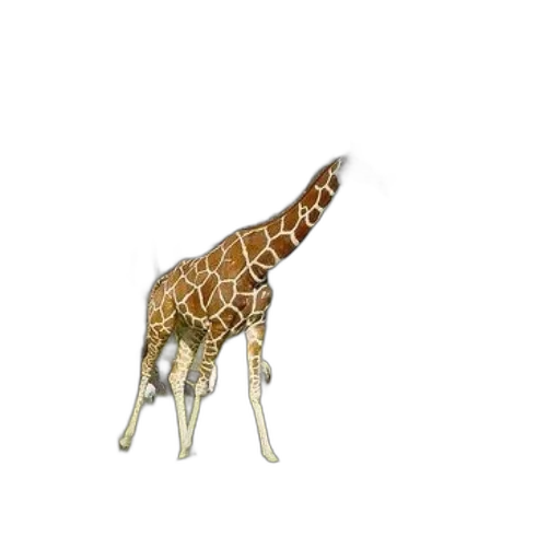 animal, jewelry, creature, furniture transparent PNG cut-out