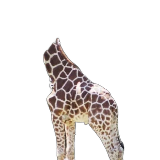 animal, creature, staff, shoes transparent PNG cut-out