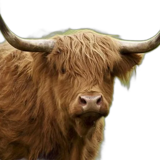 animal, face, hair, creature transparent PNG cut-out