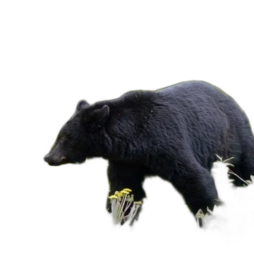 animal, creature, food, staff transparent PNG cut-out