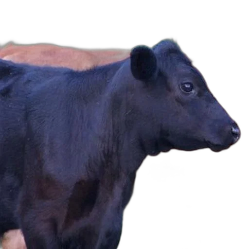 animal, creature, face, hat transparent PNG cut-out
