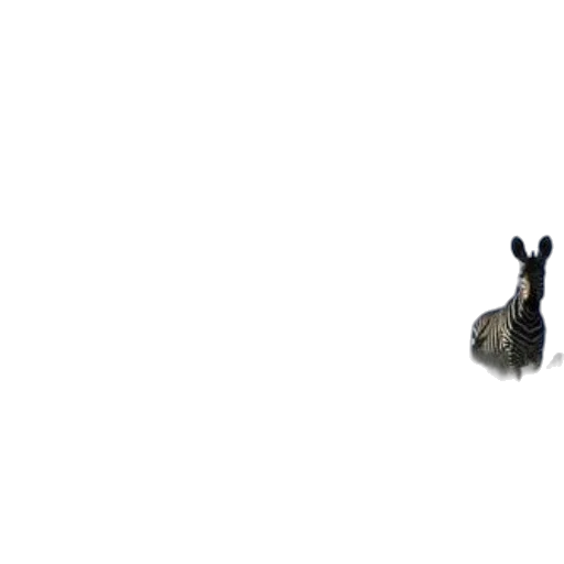 animal, creature, dragon, hair transparent PNG cut-out