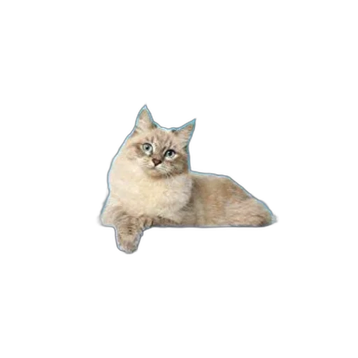 animal, staff, creature, hat transparent PNG cut-out