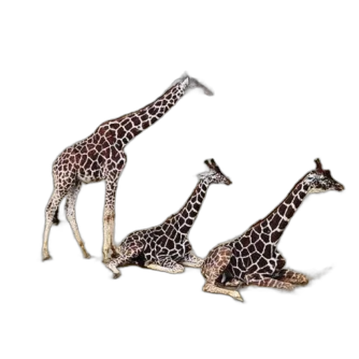 animal, jewelry, shoes, furniture transparent PNG cut-out