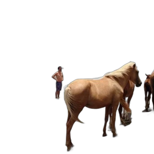 animal, creature, hair, weapon transparent PNG cut-out