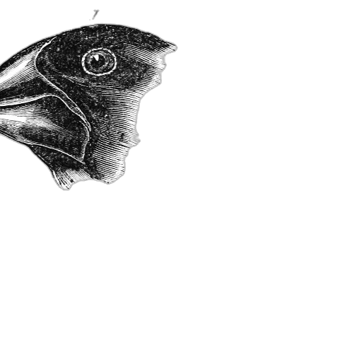 mask, animal, face, creature transparent PNG cut-out