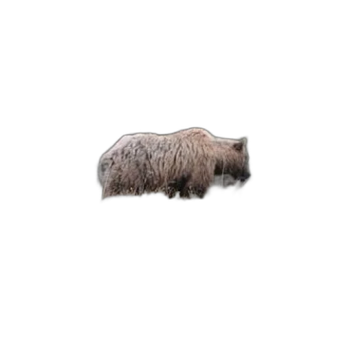 hair, animal, hat, creature transparent PNG cut-out