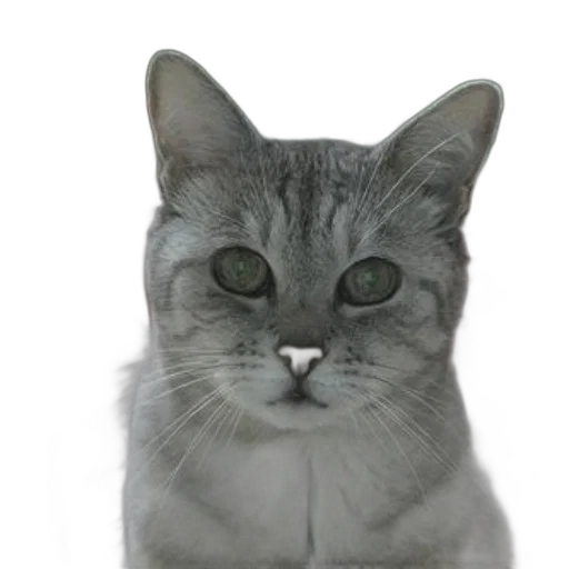 animal, face, staff, creature transparent PNG cut-out