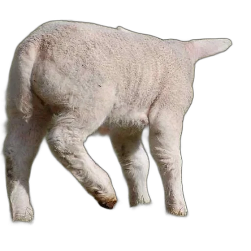 animal, creature, food, face transparent PNG cut-out