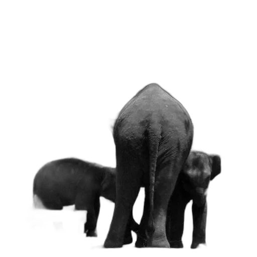animal, creature, furniture, hair transparent PNG cut-out