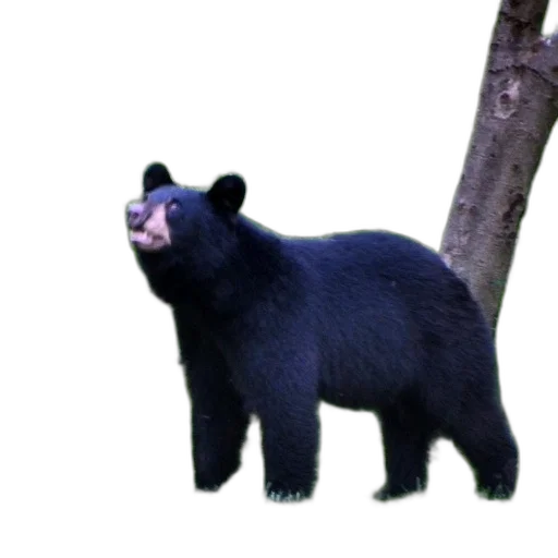 animal, creature, staff, face transparent PNG cut-out