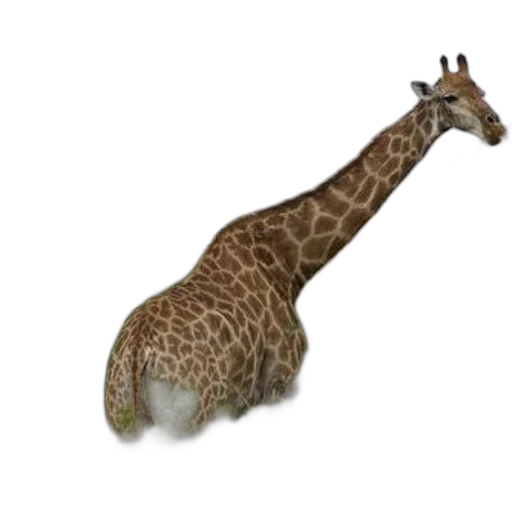 animal, creature, staff, hat transparent PNG cut-out