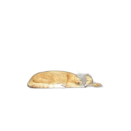 animal, food, shoes, creature transparent PNG cut-out