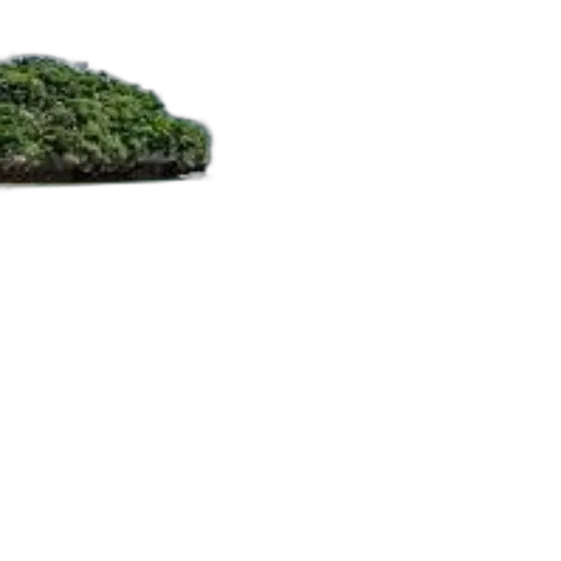 tree, car, weapon, sword transparent PNG cut-out