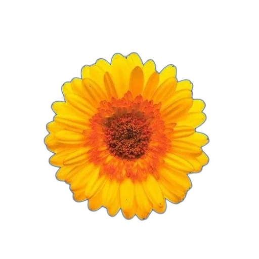 flower, crown, staff, jewelry transparent PNG cut-out