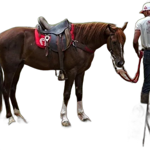 staff, animal, hat, concept art transparent PNG cut-out