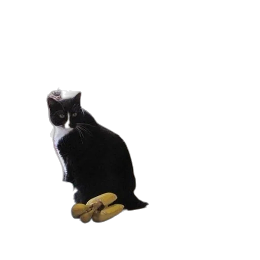 animal, staff, creature, shoes transparent PNG cut-out