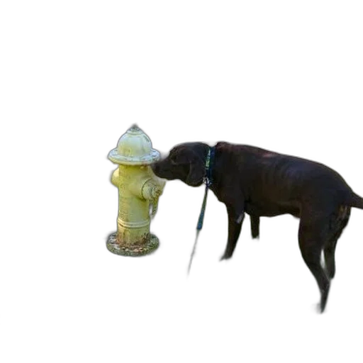 bottle, animal, staff, creature transparent PNG cut-out