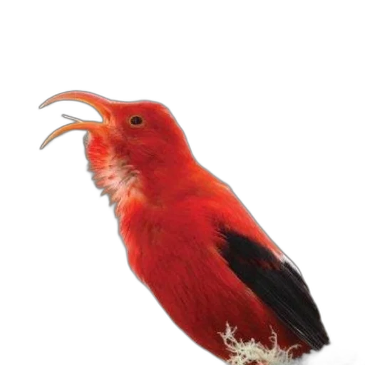 animal, staff, crown, creature transparent PNG cut-out