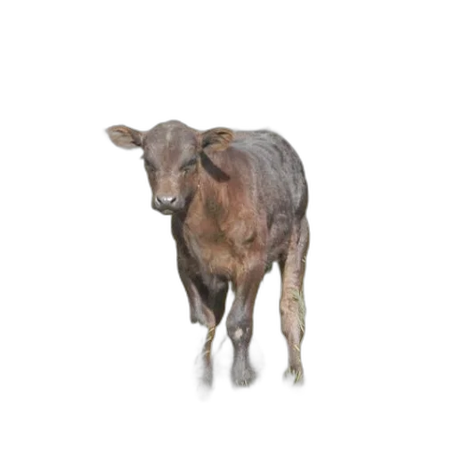 animal, creature, face, food transparent PNG cut-out