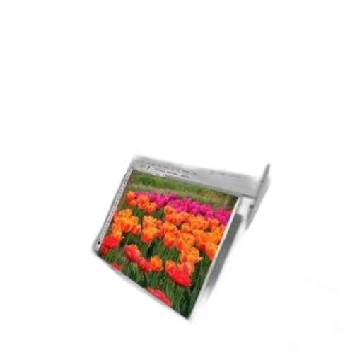 flower, furniture, photorealistic, 3d render transparent PNG cut-out
