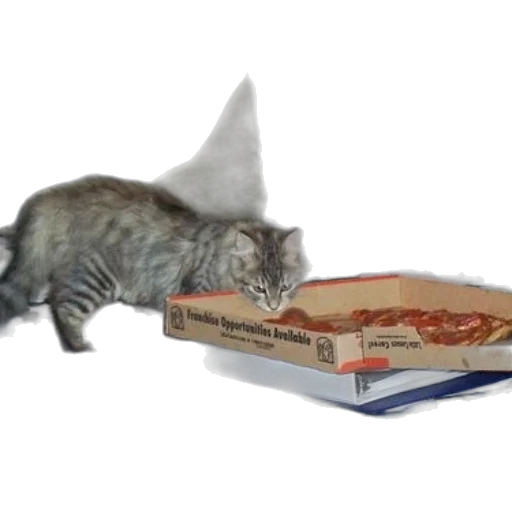 food, hat, animal, photorealistic transparent PNG cut-out