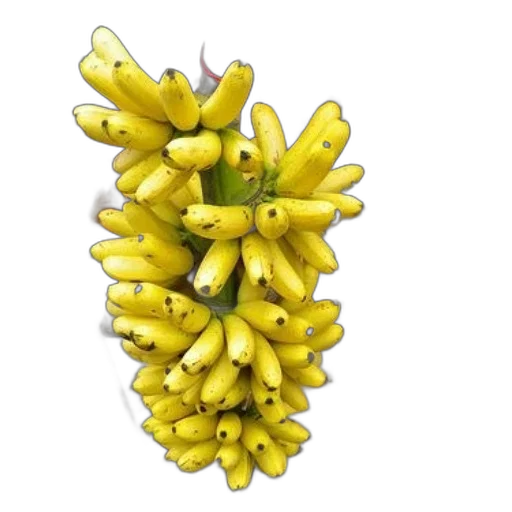 crown, flower, food, hair transparent PNG cut-out