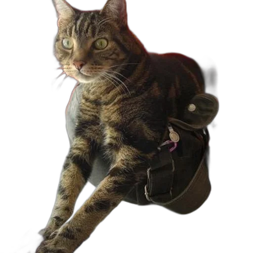 staff, animal, creature, jacket transparent PNG cut-out