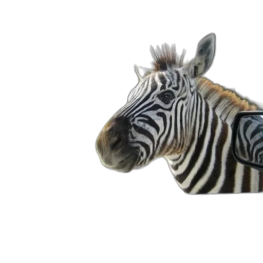 animal, creature, hat, face transparent PNG cut-out
