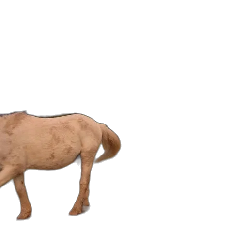 animal, creature, food, hair transparent PNG cut-out