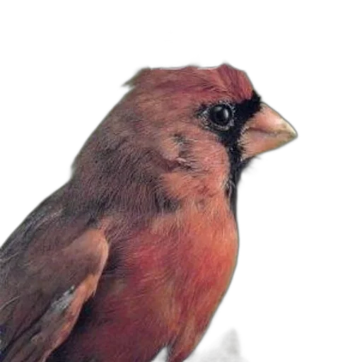 animal, staff, creature, face transparent PNG cut-out