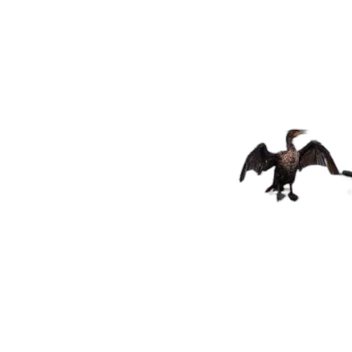 animal, dragon, creature, shoes transparent PNG cut-out