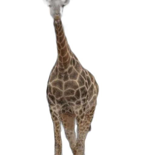 animal, creature, staff, hat transparent PNG cut-out