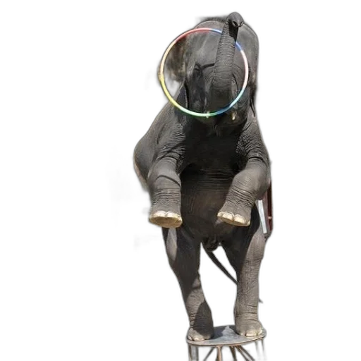 animal, staff, robot, creature transparent PNG cut-out