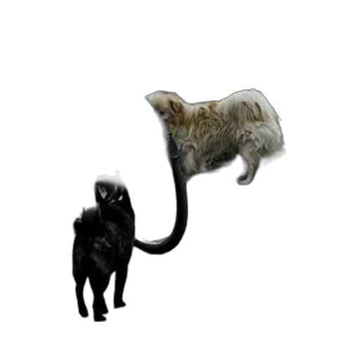 animal, creature, staff, hat transparent PNG cut-out