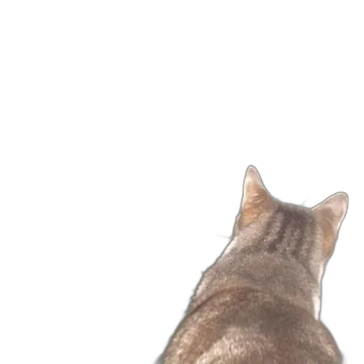 animal, creature, staff, face transparent PNG cut-out