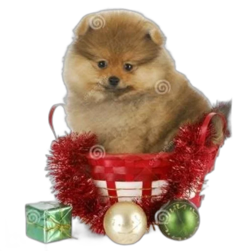 animal, jewelry, creature, crown transparent PNG cut-out