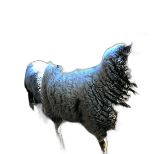 animal, staff, creature, hair transparent PNG cut-out