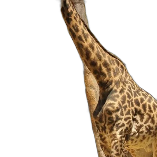 animal, creature, shoes, staff transparent PNG cut-out