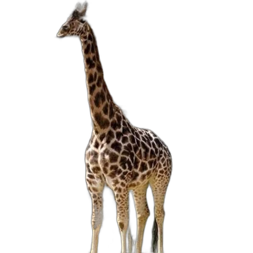 animal, creature, staff, dress transparent PNG cut-out