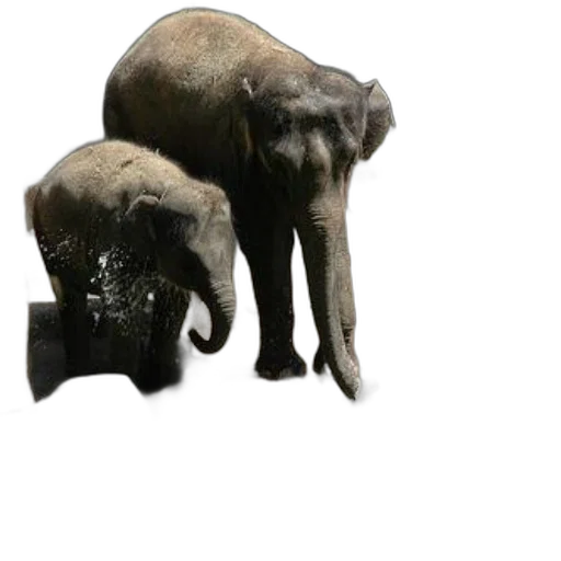 animal, hat, creature, mask transparent PNG cut-out