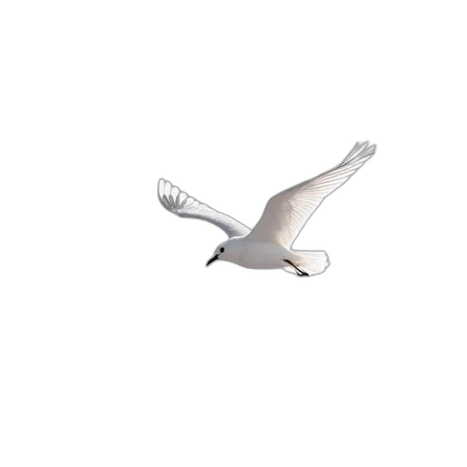 animal, staff, creature, shoes transparent PNG cut-out