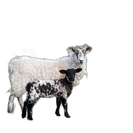 animal, creature, weapon, staff transparent PNG cut-out